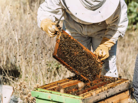 Miele, crolla la produzione per colpa del clima pazzo