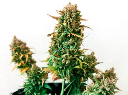 La canapa tiene in ostaggio tutte le officinali