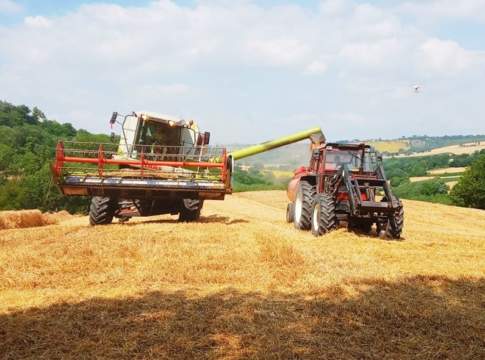 Grano duro, Italmopa: nel 2021 ok volumi e qualità. Guerra di nervi con gli agricoltori grano duro