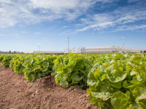 nuova razza ufficiale di bremia lactucae