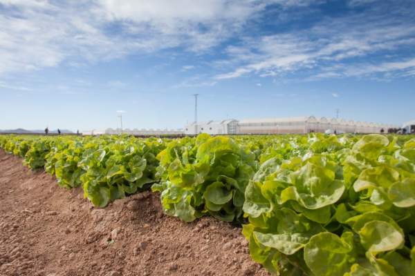 nuova razza ufficiale di bremia lactucae