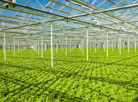 idroponica in serre semichiuse