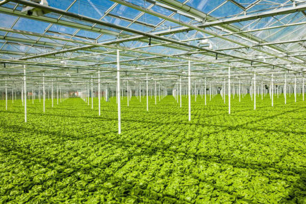 idroponica in serre semichiuse