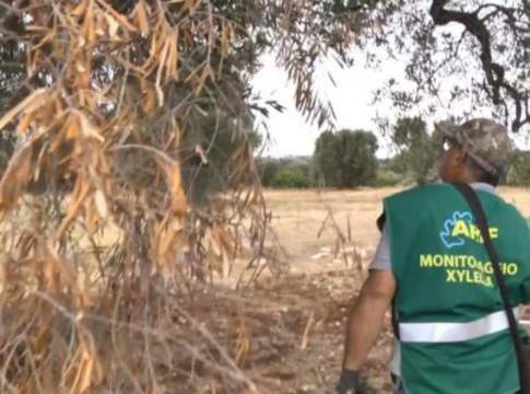 La Xylella “vira” verso la Basilicata