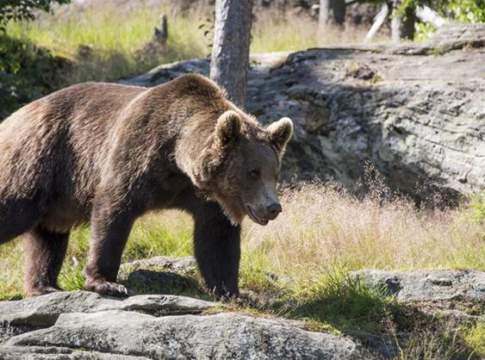 Da lupi e orsi 222 attacchi alle aziende trentine coldiretti orsi