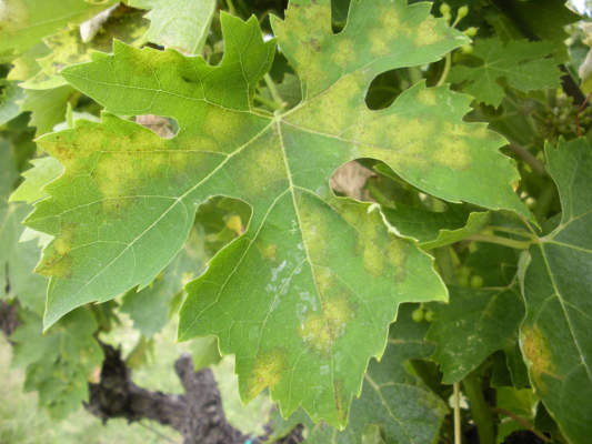 peronospora vite