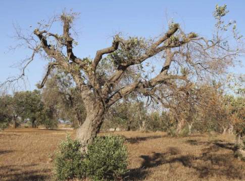 Xylella, in Puglia 6,5 milioni di olivi colpiti. Esperti cercano rimedio xylella
