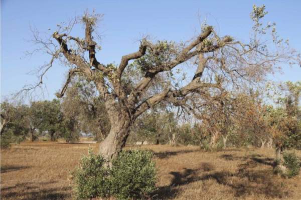 xylella