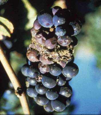 muffa grigia della vite