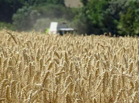 Frumento tenero, da cent’anni non se ne seminava così poco. Ma i volumi crescono grano tenero