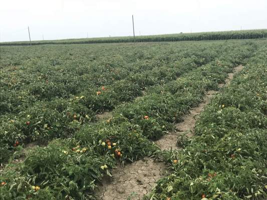 pomodoro da industria