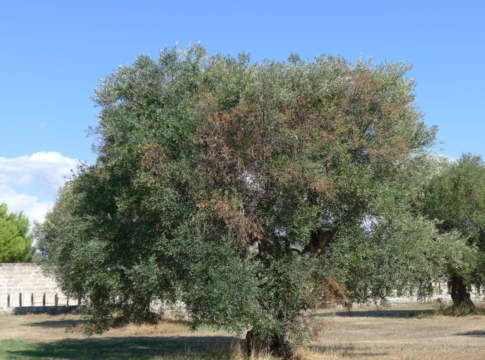 Xylella Brindisi Taranto