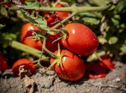 pomodoro da industria