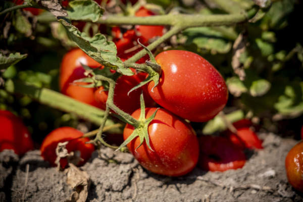 pomodoro da industria