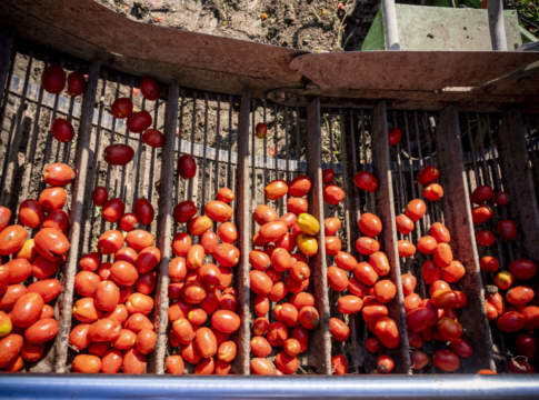 Pomodoro da industria, ricerca e tecnologia a Tomato World pomodoro da industria
