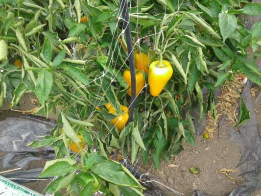 miglioramento genetico in orticoltura