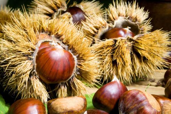 castagne