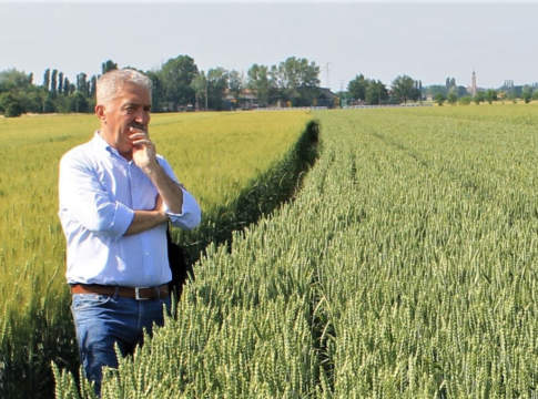 Campagna cereali 2019-2020 giovanni toffano tra ibridi di frumento tenero ibrido
