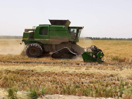 Mietitrebbia cingolata su riso