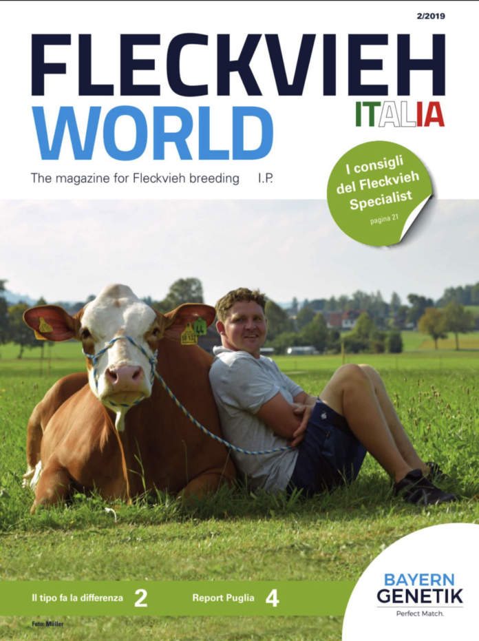 fleckvieh-2-2019