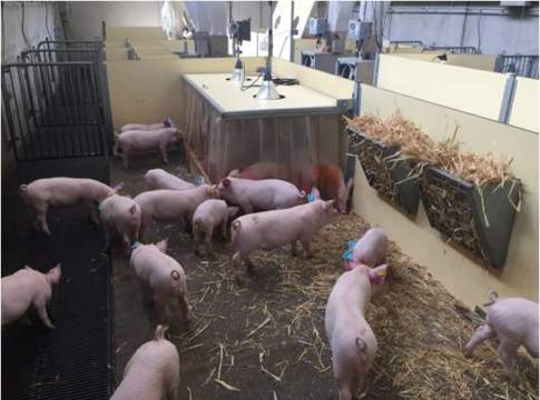 Peste suina, il Piemonte stanzia 1,8 milioni di aiuti alle aziende colpite peste suina