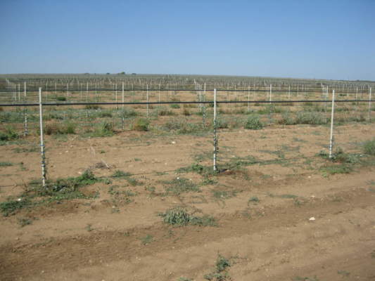 xylella