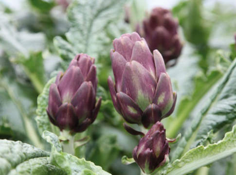 Carciofo da seme, ecco l’innovazione varietale e tecnica in casa Basf carciofo da seme