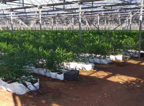 Nasce il consorzio dello zenzero italiano zenzero