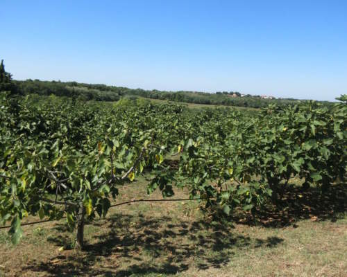 coltivazione del fico