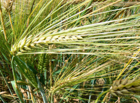 Le novità di Rv Venturoli per le semine autunnali sementi cereali rv venturoli