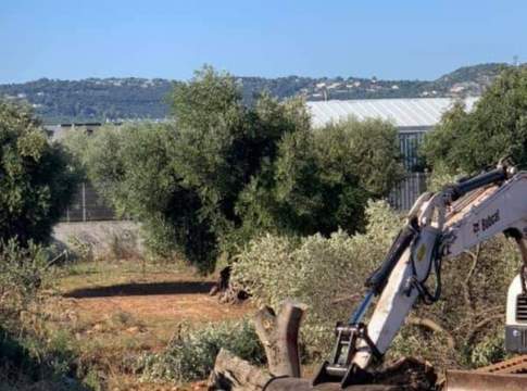 Xylella, no del Governo alla diversificazione colturale in Salento xylella