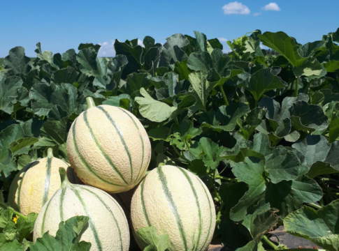Si chiama Bernini il nuovo melone a marchio Nunhems