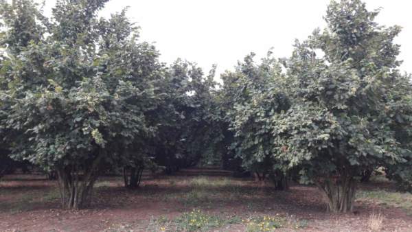 corileto precision farming