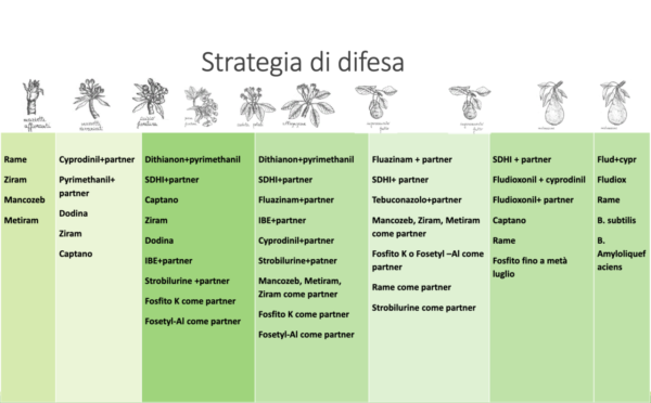 maculatura bruna del pero