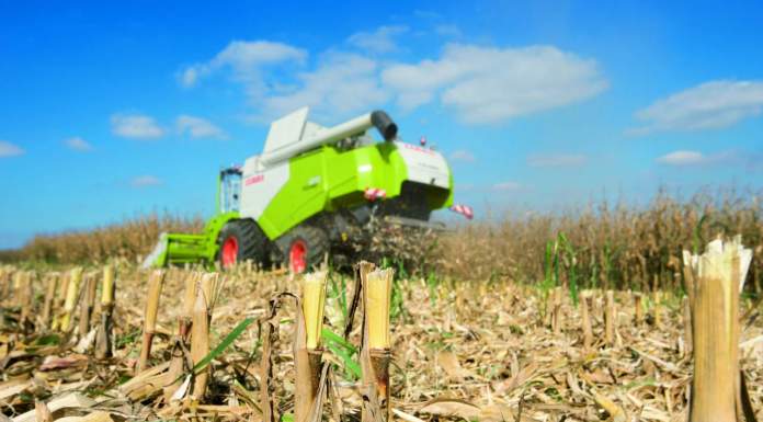 Mais, la top ten degli ibridi 2019