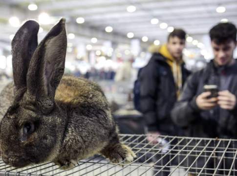 Le Cun suini e conigli si riuniranno a Fieragricola fieragricola