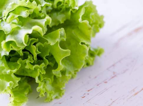 Lattuga Gentile e Trocadero biologica in aumento lattuga