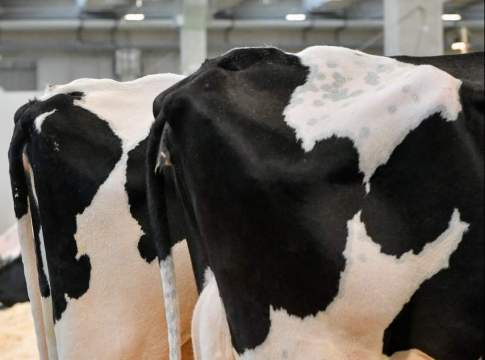 Latte, cresce la domanda mondiale. Ora investire in sostenibilità latte