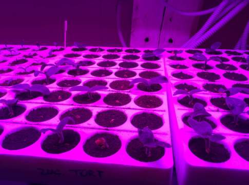 Enea porta la vertical farming negli edifici dismessi vertical farming