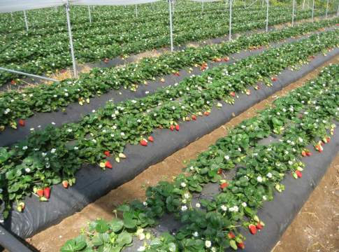 Basilicata, nel 2022 l’Ocm ortofrutta vale 8,6 milioni ocm ortofrutta