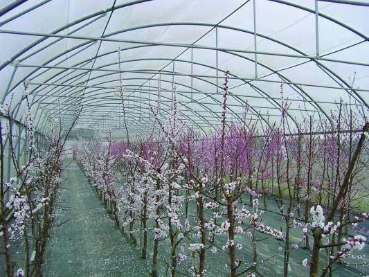 controlli fitopatologici