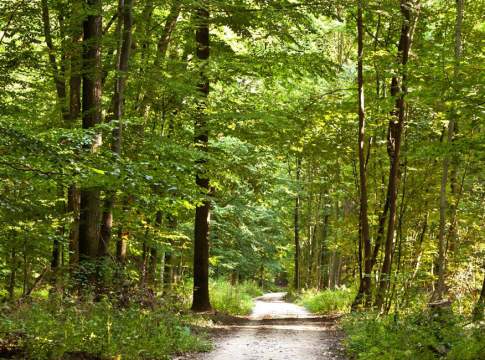 Umbria, ecco tre bandi per la valorizzazione del patrimonio boschivo patrimonio boschivo