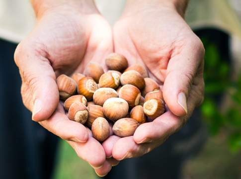 Nuove terre per il nocciolo