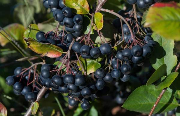 aronia