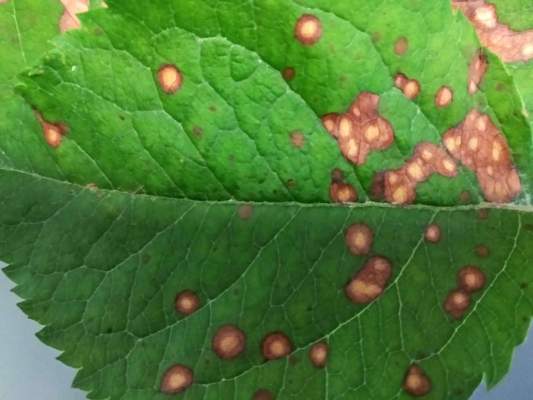 marciume nero su foglia