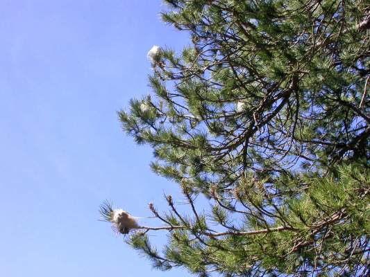 processionaria del pino