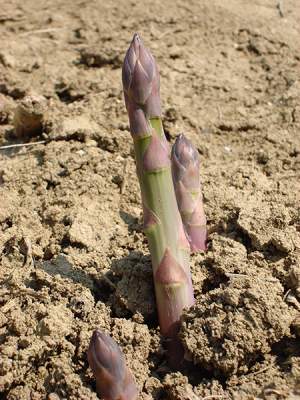 asparago made in italy