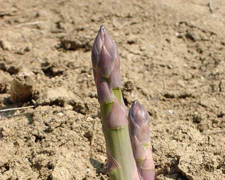 L’asparago made in Italy di Geoplant Vivai asparago made in italy