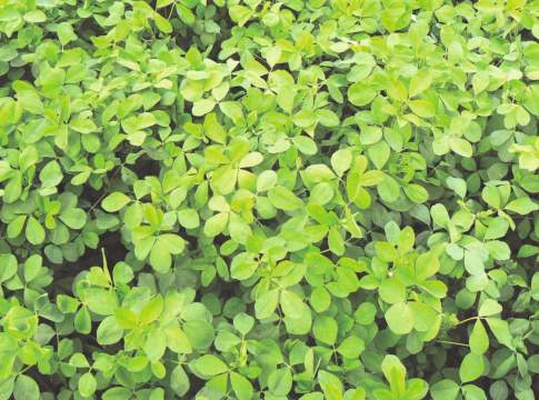 Celsius, una proposta per l’erba medica erba medica Celsius