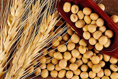 Soia, l’effetto valutario (rapporto €/$) sostiene i prezzi soia